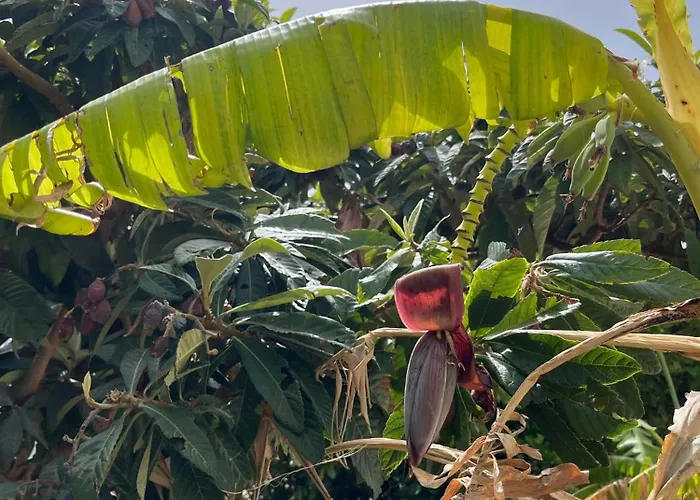 Agapi's Seaside Place فاليراكي